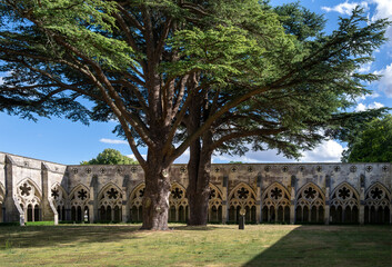 Fototapeta na wymiar Two giant cedar trees in Salisbury cathedral cloister, the largest in England, Wiltshire, England