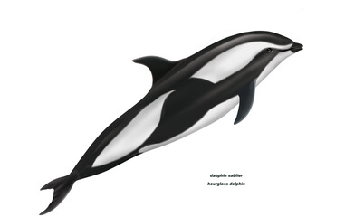dauphin sablier, hourglass dolphin , poisson, mammifère, marin, mer, océan, eau, bleu, ailette, faune, nature, aquatique, nager, prédateur, illustration