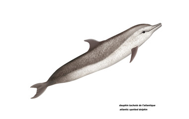 dauphin tacheté de l'atlantique, atlantic spotted dolphin, poisson, mammifère, marin, mer, océan, eau, bleu, ailette, faune, nature, aquatique, nager, prédateur, illustration