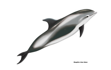 Fototapeta premium dauphin sablier, hourglass dolphin, poisson, mammifère, marin, mer, océan, eau, bleu, ailette, faune, nature, aquatique, nager, prédateur, illustration