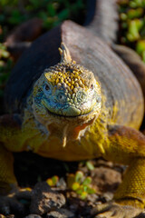Land Iguana, Galapagos Islands, Ecuador