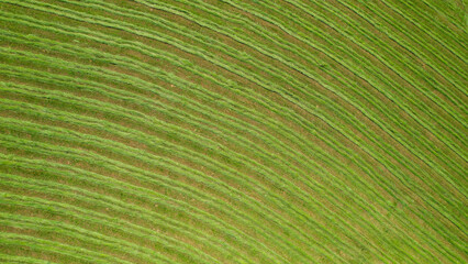 AERIAL, TOP DOWN Green meadow with a pattern of freshly harvested hay for fodder - obrazy, fototapety, plakaty