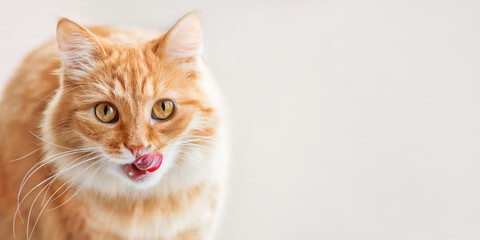 Curious ginger cat siting on window sill and licked. Fluffy pet with funny hungry expression on face. Horizontal background with copy space. - obrazy, fototapety, plakaty