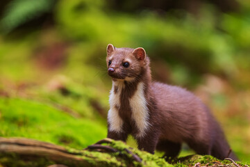 female beech marten (Martes foina), also known as the stone marten under the spruces on the moss