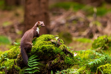 female beech marten (Martes foina), also known as the stone marten on a stump with moss - obrazy, fototapety, plakaty