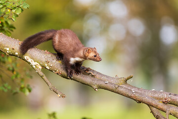 beech marten (Martes foina), also known as the stone marten on the trunk of a laid tree