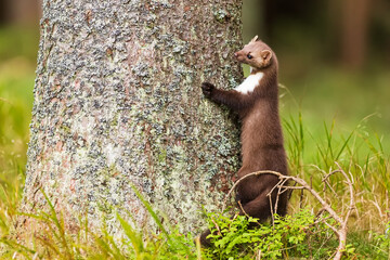 female beech marten (Martes foina), also known as the stone marten is leaning against a tree