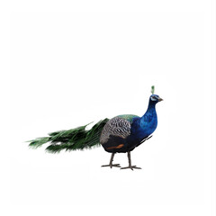 Fototapeta premium PeaFowl
