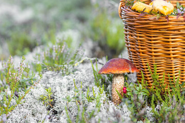 Forest mushroom boletus, cep, porcini, chanterelle collected in a wooden wicker basket. Late summer...