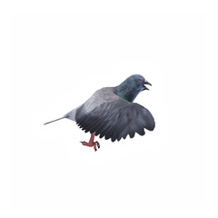 Pigeon