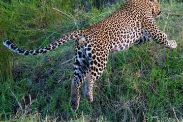Fototapeta na wymiar Leaping Leopard