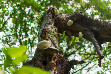 Mushroom on a tree