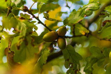 Acorn on a leaf