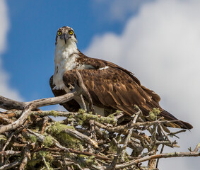 Close up of a large osprey looking at camera