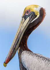  Close up of an American Brown pelican in profile facing left - obrazy, fototapety, plakaty