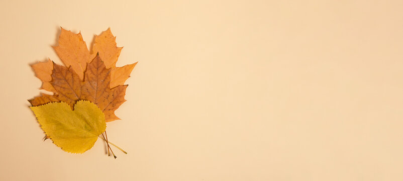 Dry autumn leafs on pastel background.Large banner with negative space.