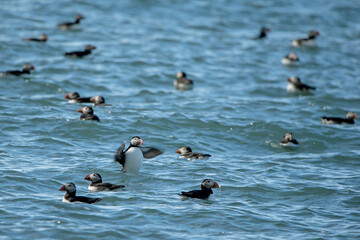 Gruppe mit Papageientauchern