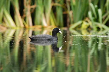 swimming eurasian coot, in the background a reed. reflections in the water