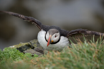 Papageientaucher, Lundi, Puffin