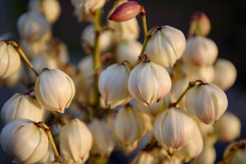 White flowers of Royal yucca close-up. Tropical plant park in Poland, Zielona Gora.