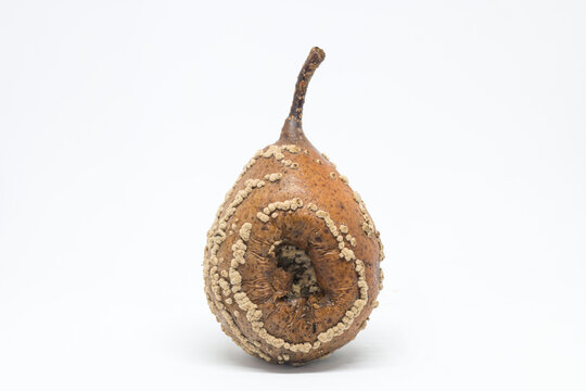 Rotten pear affected with Moniliosis mold. Mildew on the pear fruit infected by Monilia Fructigena . On the white background. Pears disease.