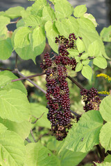 American Spikenard with berries, Aralia racemosa, native