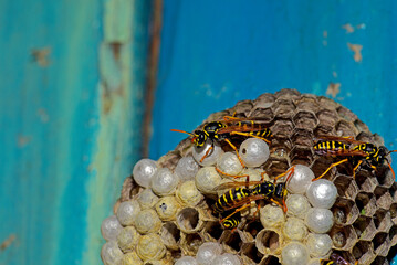 Wasp hive with wasps on a wooden door, Kharkiv, Ukraine