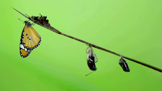 Amazing moment ,Large tropical butterfly hatch from the pupa. Concept transformation of Butterfly