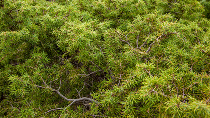 Natural background from juniper branches. Green juniper for publication, design, poster, calendar,...