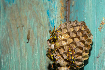 Wasp hive with wasps on a wooden door, Kharkiv, Ukraine