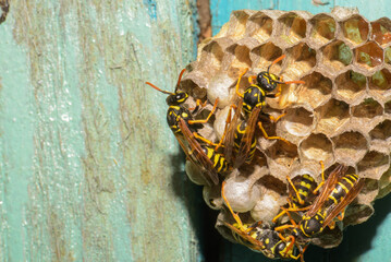 Wasp hive with wasps on a wooden door, Kharkiv, Ukraine