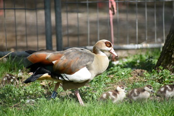 duck in the zoo