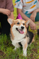 Naklejka na ściany i meble happy corgi dog wearing pink party hat at dogs birthday party celebration. Welsh corgi cardigan purebred, tongue out.