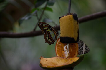 butterfly on a tree