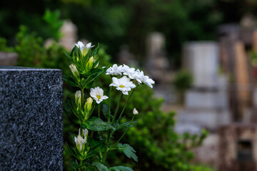 墓に手向けられた花