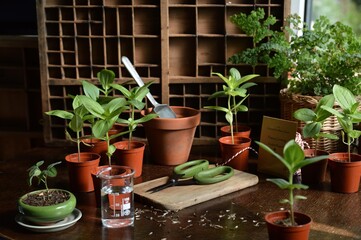 Potting shed with plants and wood
