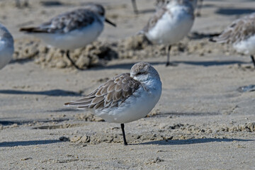 Sanderling resting on the beach on the Atlantic Ocean coast. It is a small wading bird found almost exclusively on sandy beaches. Small flocks are often seen running up and down the beach.