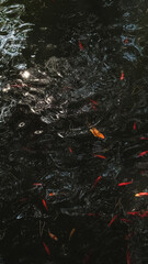 School of koi fish swims under surface of the water in pond, top view