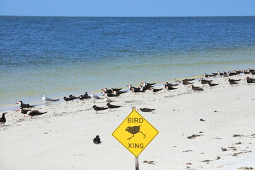 Bird crossing sign in front of a flock of birds on Fort Myers Beach, reminding the public to give birds their space. - obrazy, fototapety, plakaty