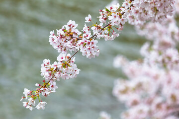 Springtime Blossom Sakura Background / Twig of cherry tree in bloom (copy space)