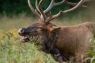 A Bull Elk Bugling among the flowers