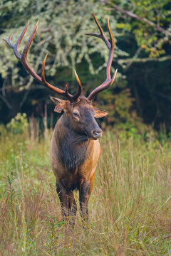 A Rocky Mountain Elk  Bull