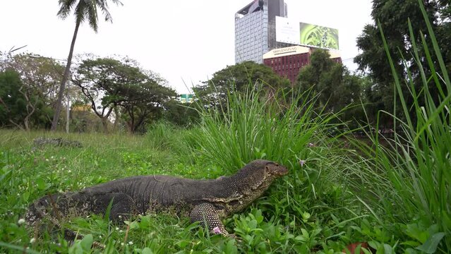 Asian Water Monitor Reptile Resting on the Grass at Park