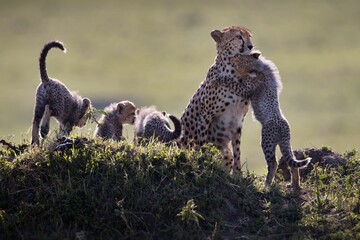 Little cheetah standing on its feet and hugging its mother while the other cheetahs stand beside