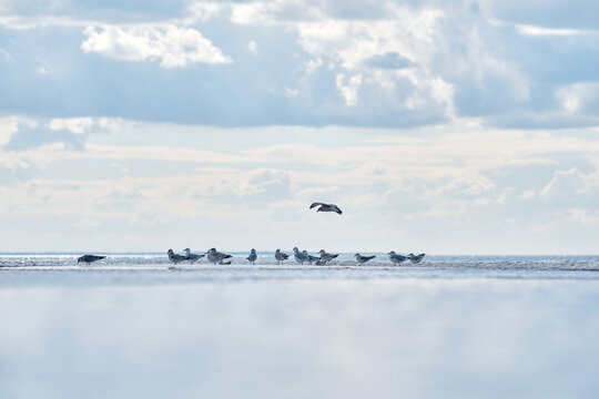 a flock of Seagulls standing at northern sea. High quality photo