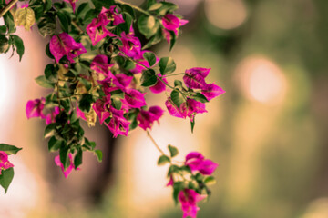 flowers in the garden Pink oleander with blurred natural background 