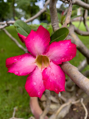 Adenium Obesum in the garden, Pink-red flowers are blooming.
