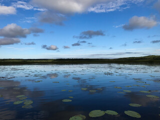 Summer landscape on a lake with a blue sky with clouds, with water lily leaves reflected in the lake. Tourism and travel concept.