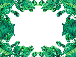 Fresh green hop. Watercolor hand drawn illustration for Octoberfest. Sketch on on a transparent background for ornament or any design