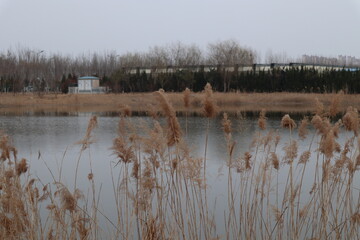 reeds in the river